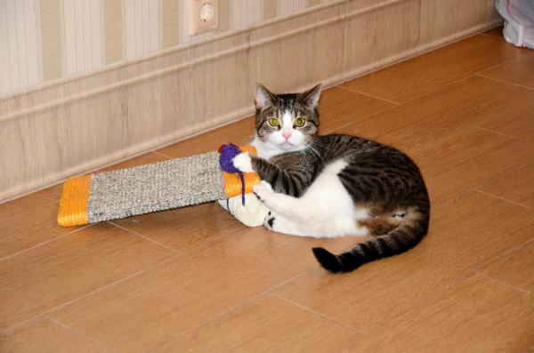 Зооняня (домашняя передержка) — фото 4